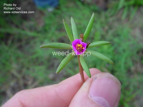 purslane, pink